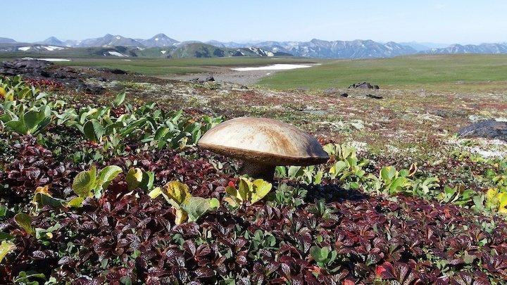 В Мурманской области началось международное совещание по изучению грибов